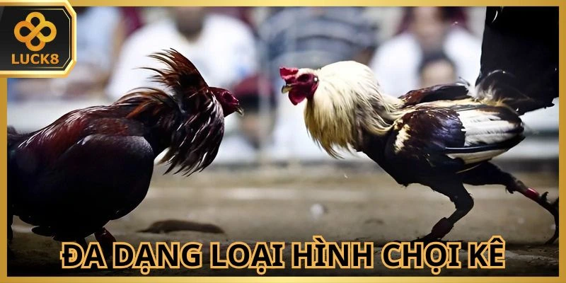 Mỗi hình thức chọi kê đem lại sức cuốn khác nhau